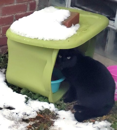 How We Keep Our Pet Feeding Stations Clean – Practically Functional